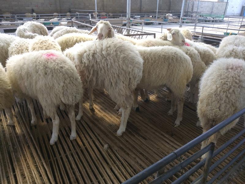 小尾寒羊种羊包成活包技术免费送货货到付款