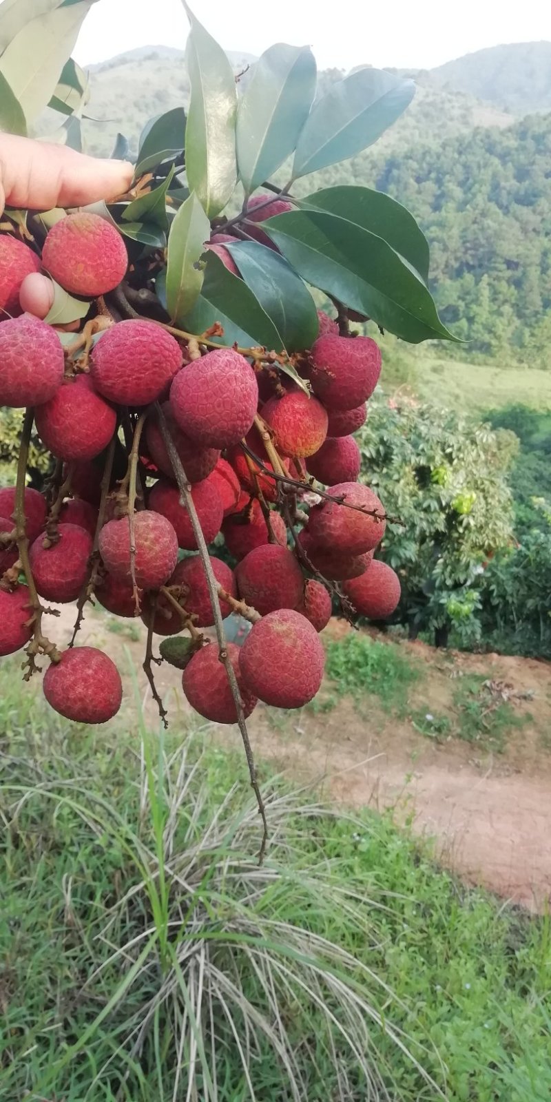 妃子笑荔枝