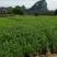 产地销售枸杞芽，枸杞嫩尖，食用枸杞菜菜，天精菜