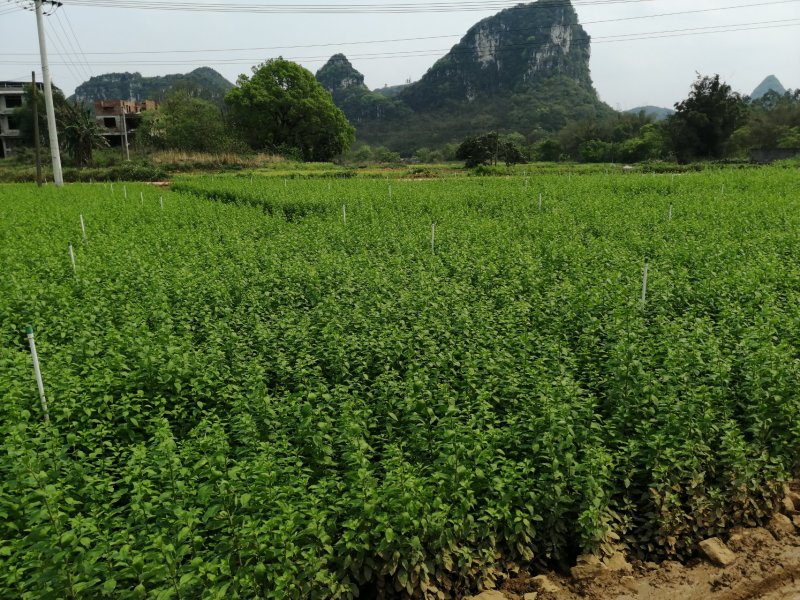 产地销售枸杞芽，枸杞嫩尖，食用枸杞菜菜，天精菜