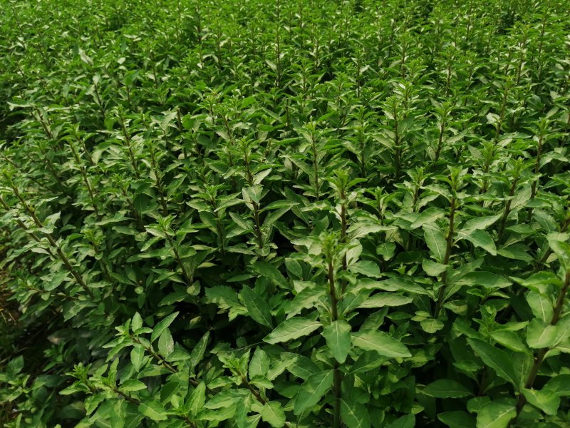 产地销售枸杞芽，枸杞嫩尖，食用枸杞菜菜，天精菜