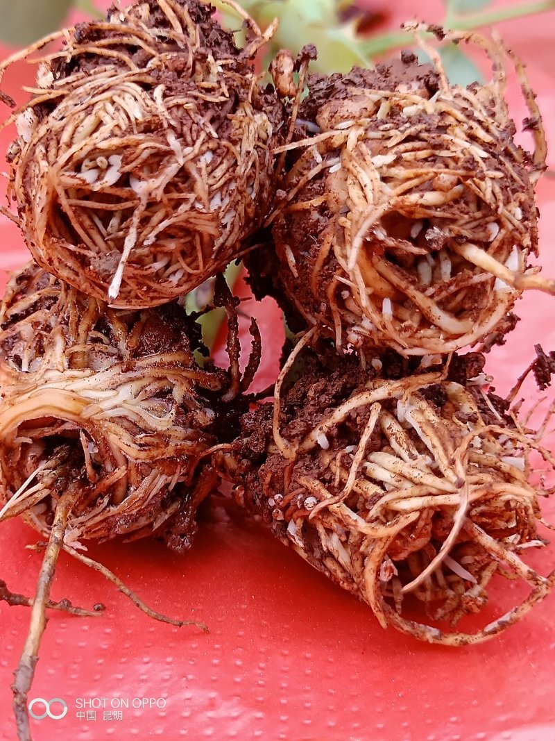 月季花苗艾莎盆栽鲜切花卉种植园林绿化工程苗