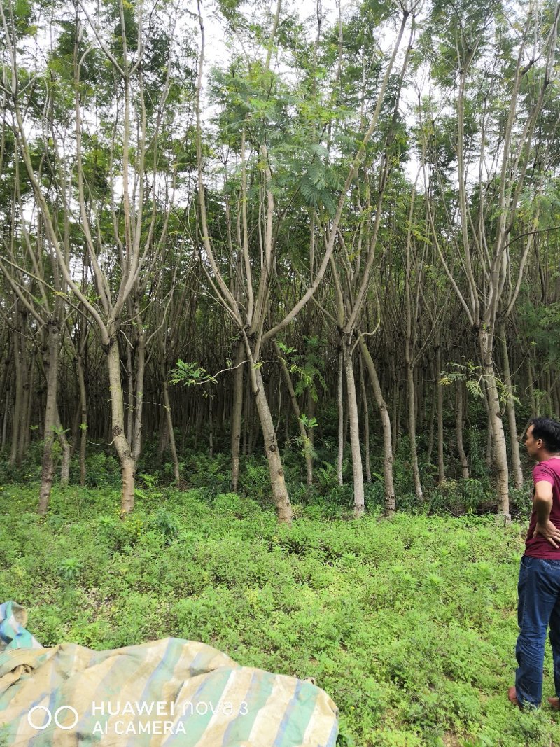 8公分以上的羊蹄甲，羊紫荆