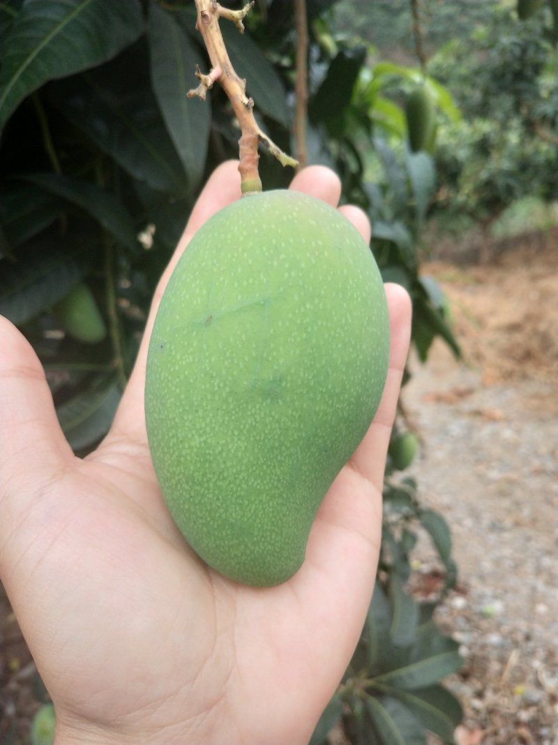 广西精品芒果