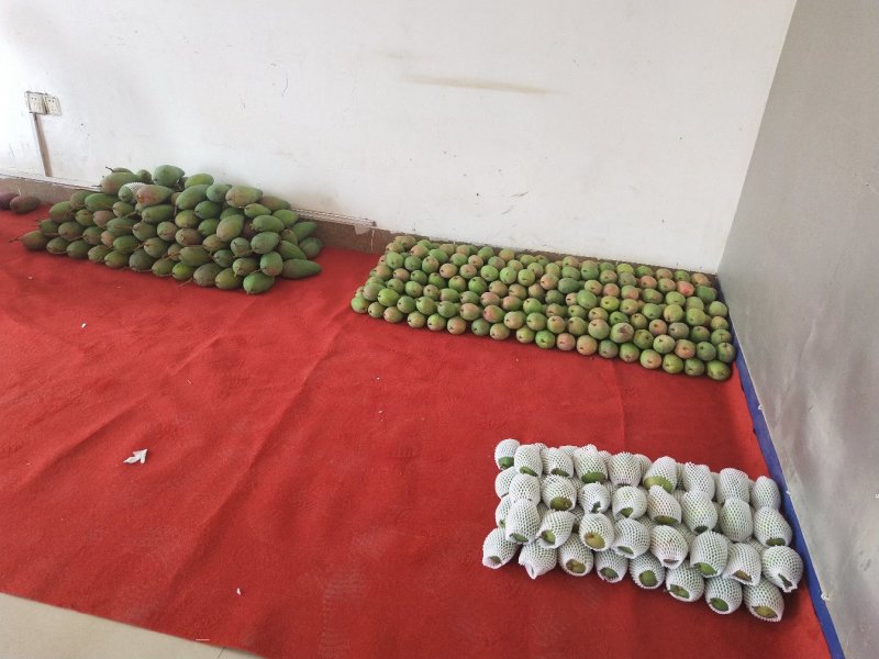 广西精品芒果