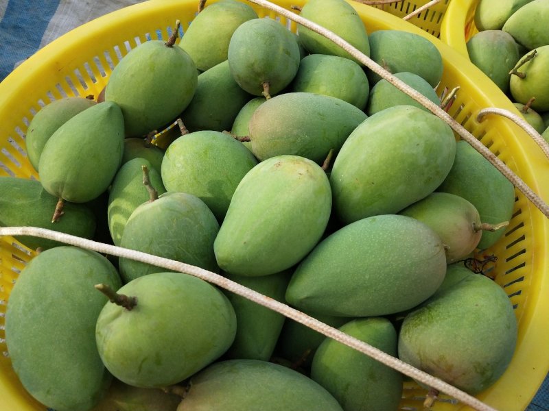 广西精品芒果