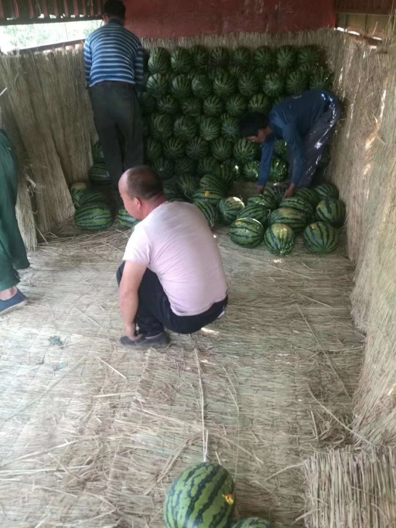 【陕西大荔精品甜王】