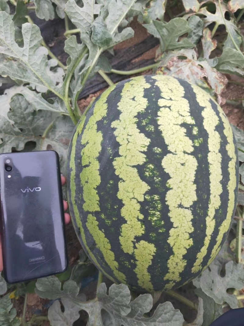 【陕西大荔精品甜王】
