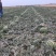 【陕西大荔精品甜王】