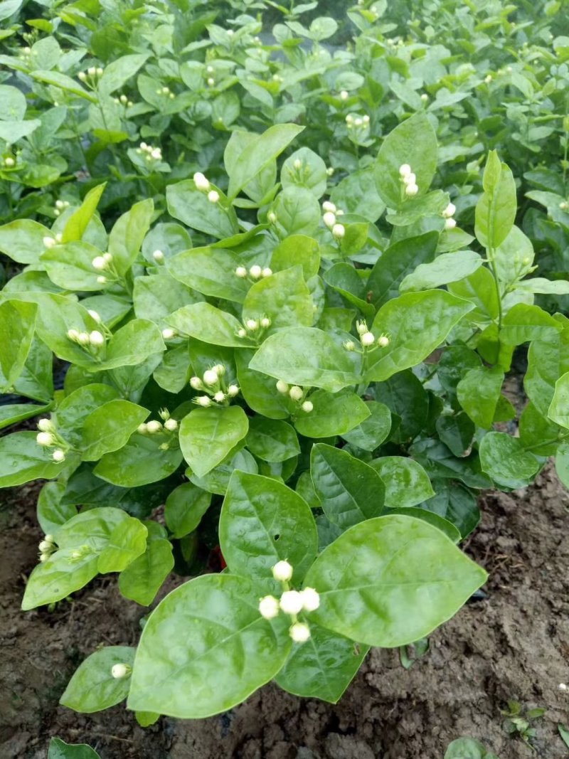 茉莉花：五十万株，货源充足。可协调全国返空车