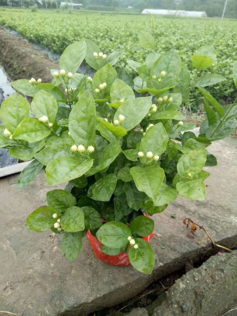 茉莉花：五十万株，货源充足。可协调全国返空车