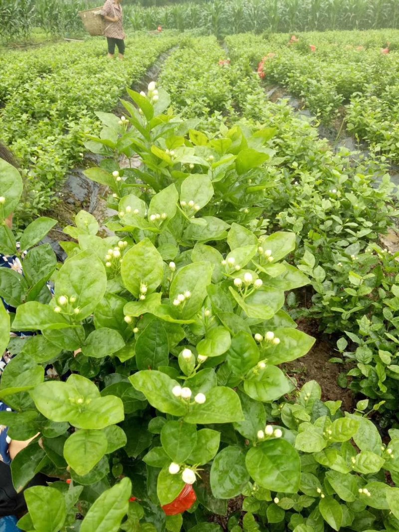 茉莉花：五十万株，货源充足。可协调全国返空车