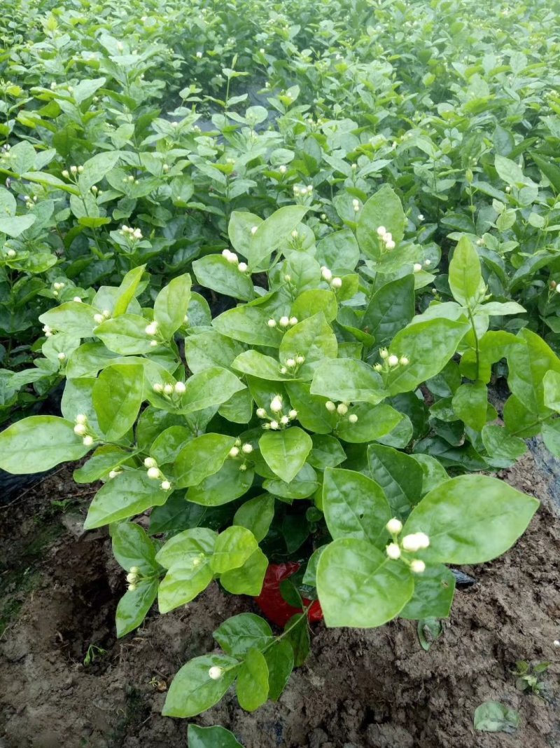 茉莉花：五十万株，货源充足。可协调全国返空车