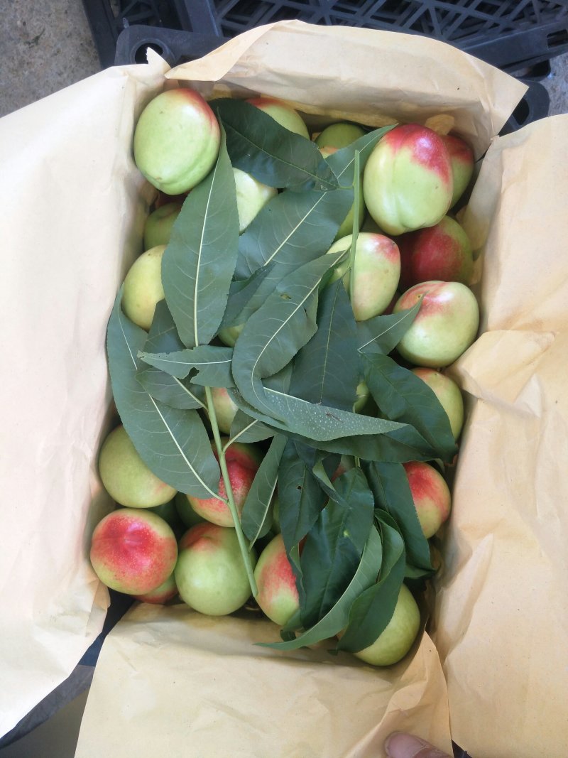 中油5号油桃白肉油桃大量上市，货源充足