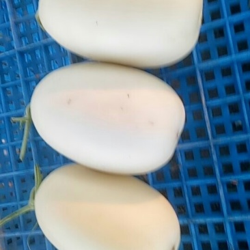 甜瓜