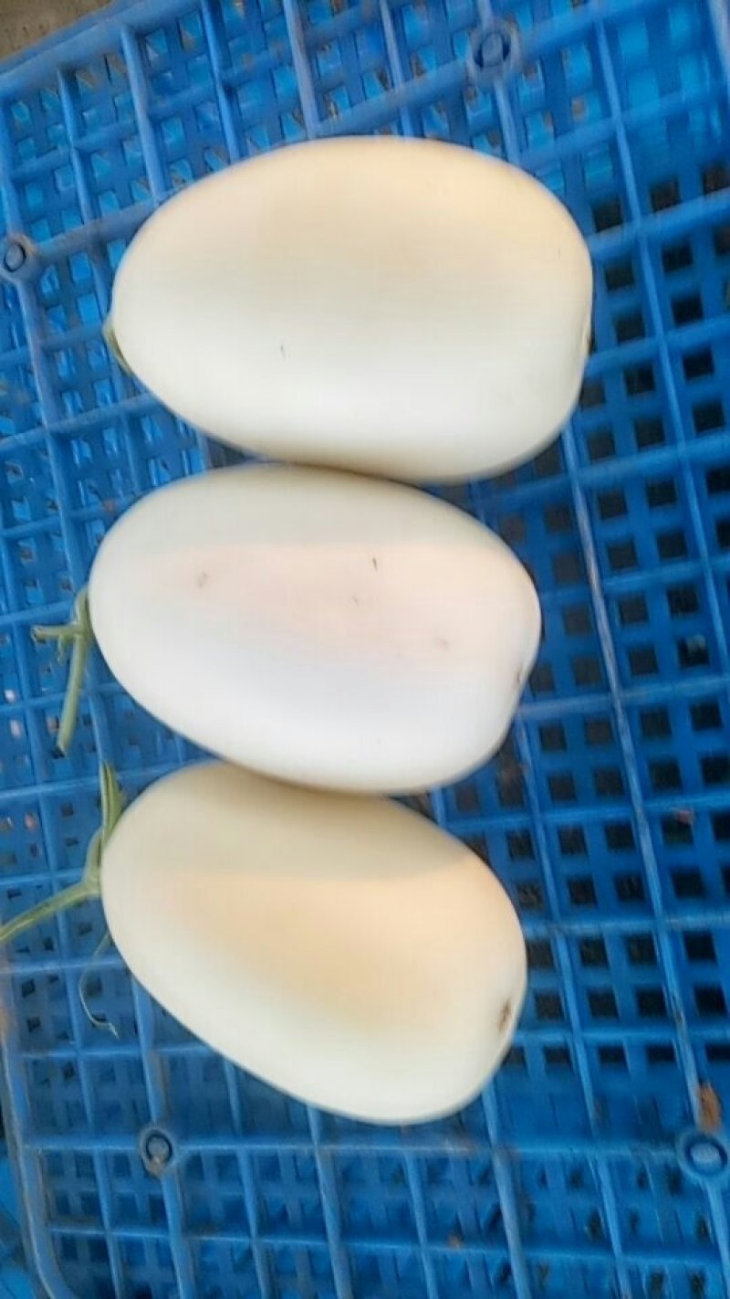 甜瓜