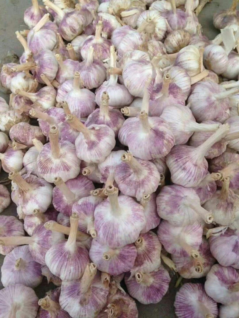 大量供应紫红皮红蒜和白皮大蒜！