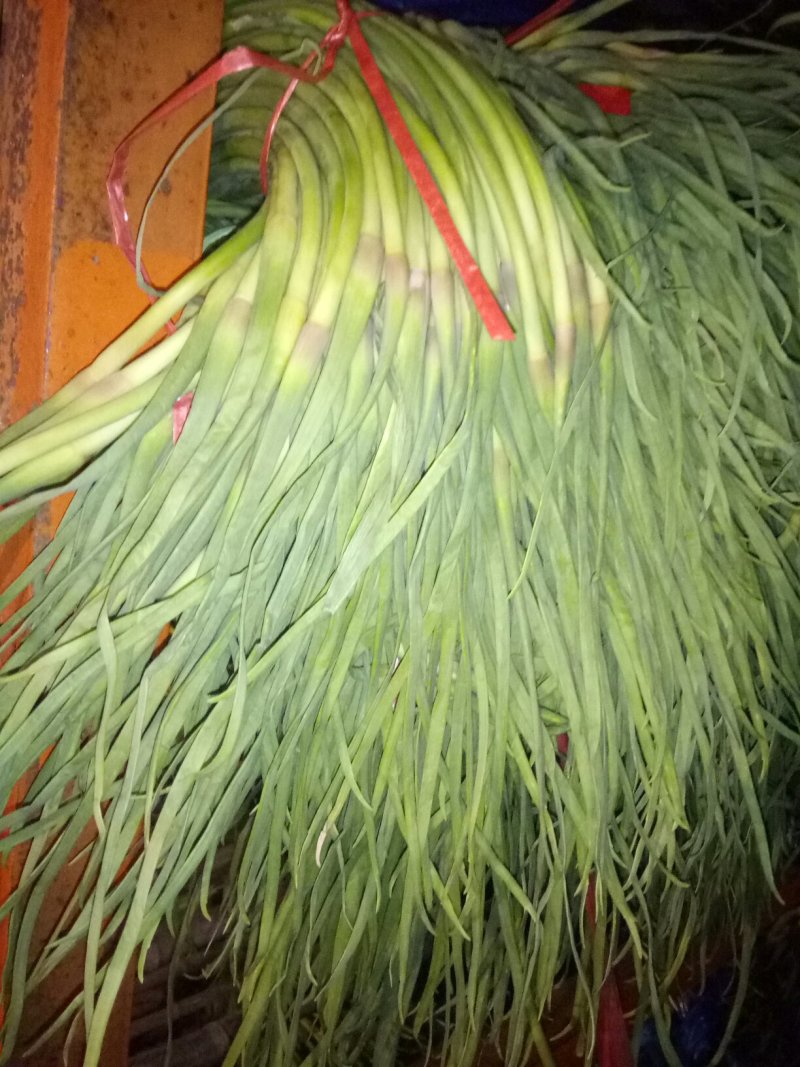 大量供应紫红皮红蒜和白皮大蒜！
