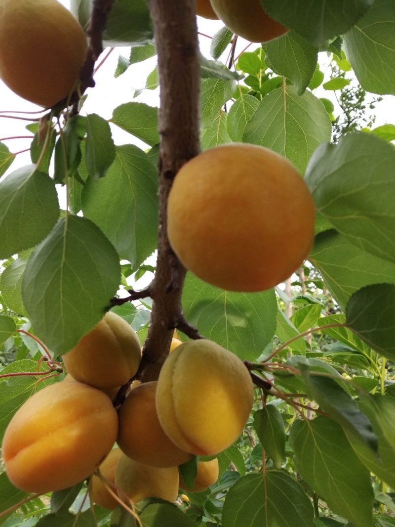 金太阳杏