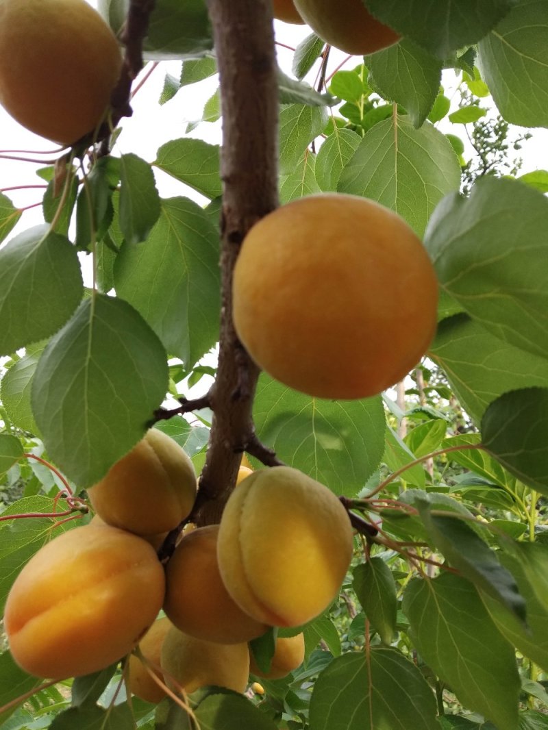 金太阳杏