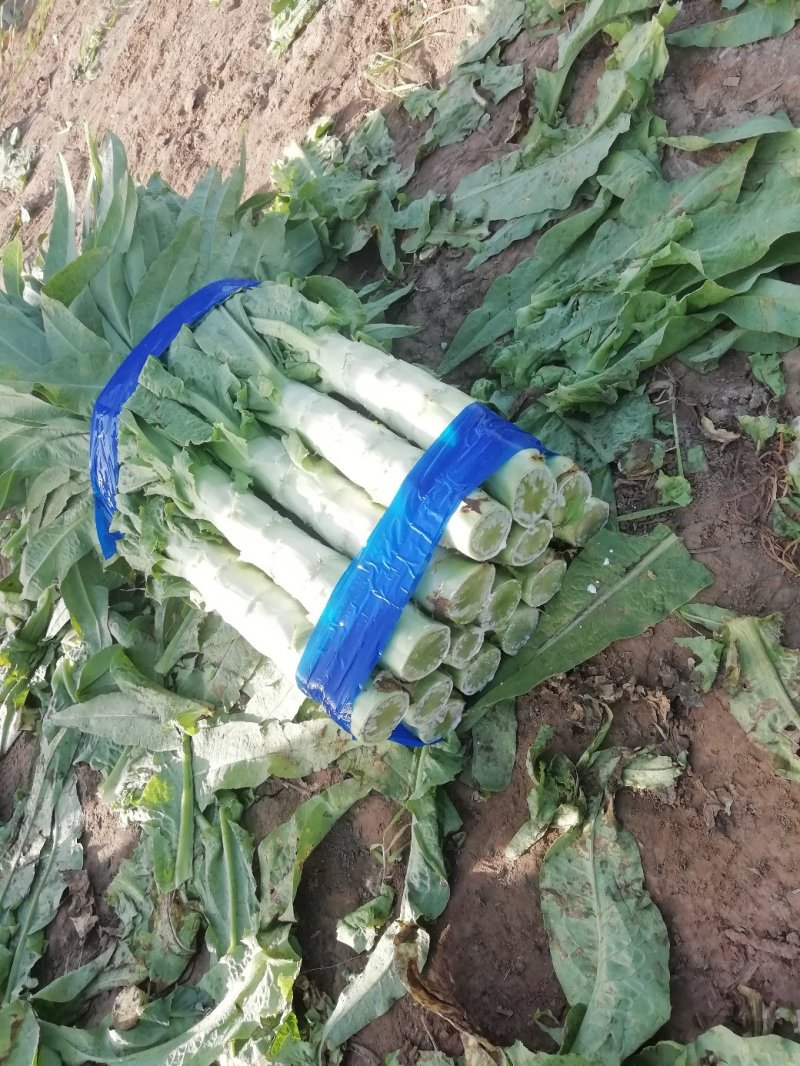 莴笋基地直供大量长期供应品质保障量大从优