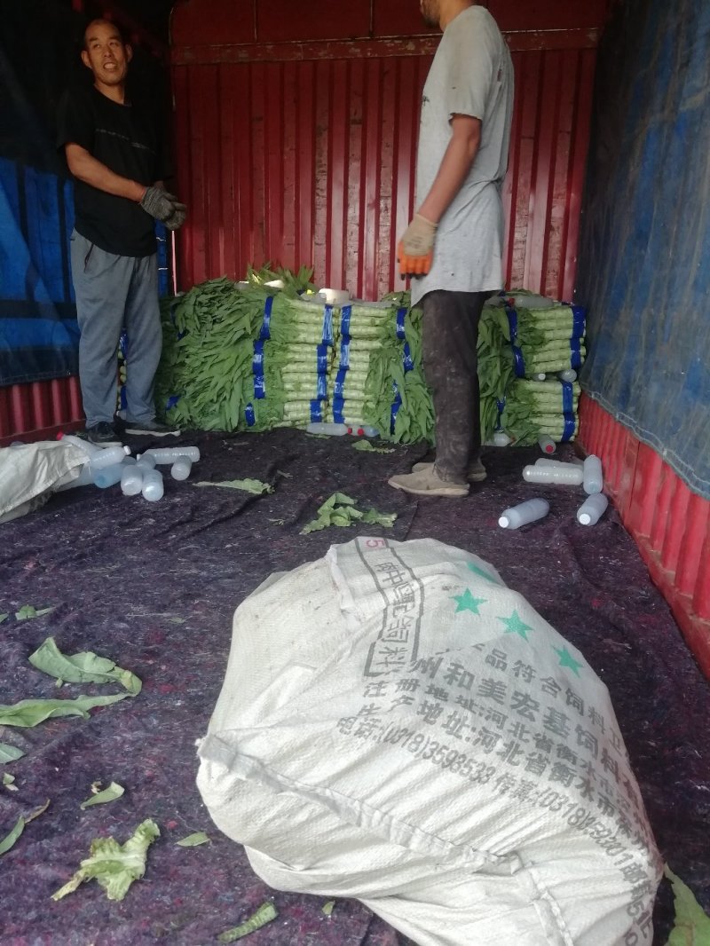 莴笋基地直供大量长期供应品质保障量大从优