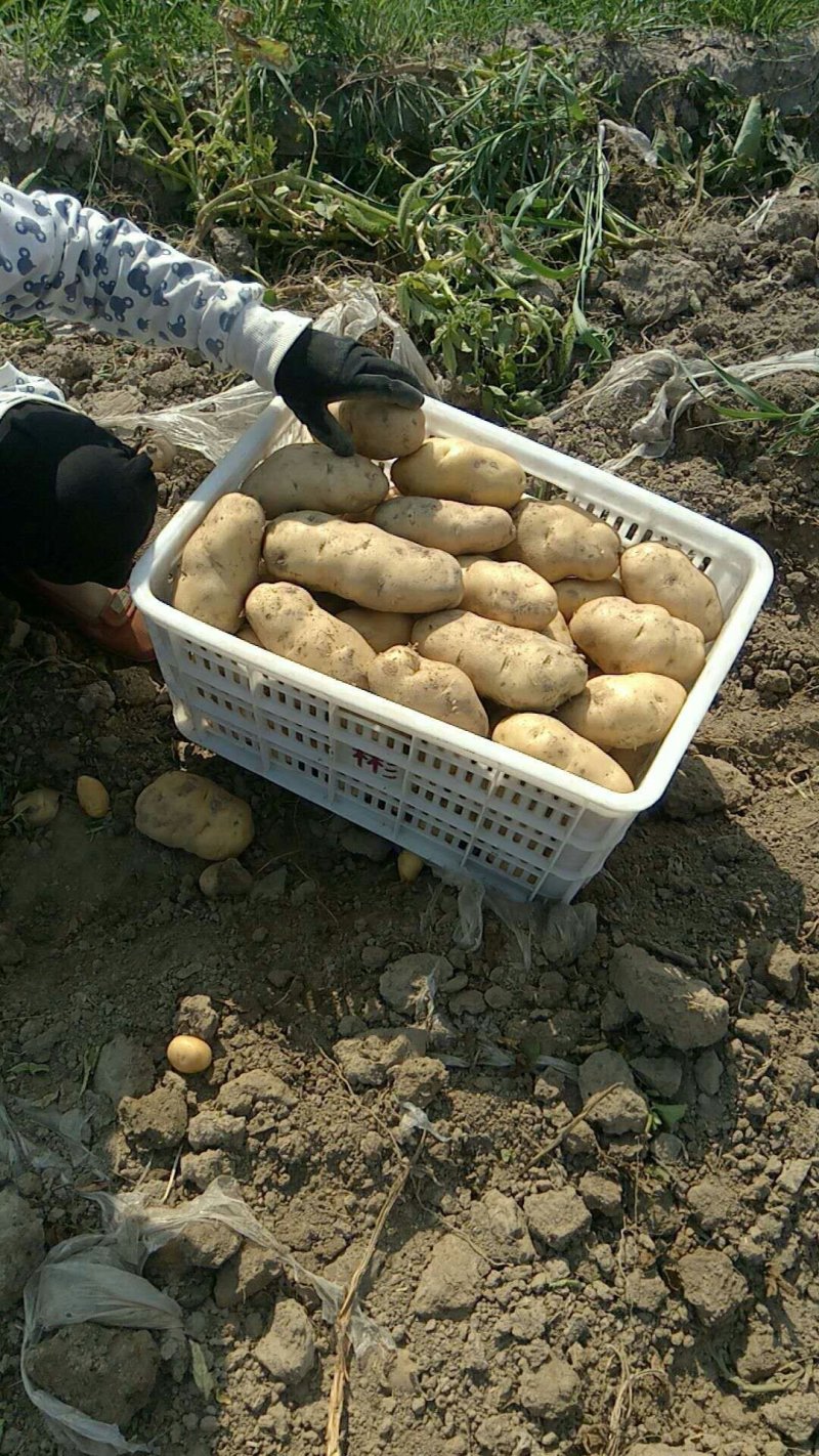 土豆，v7，希森，沃土，系列，产地直发，基地大量直供