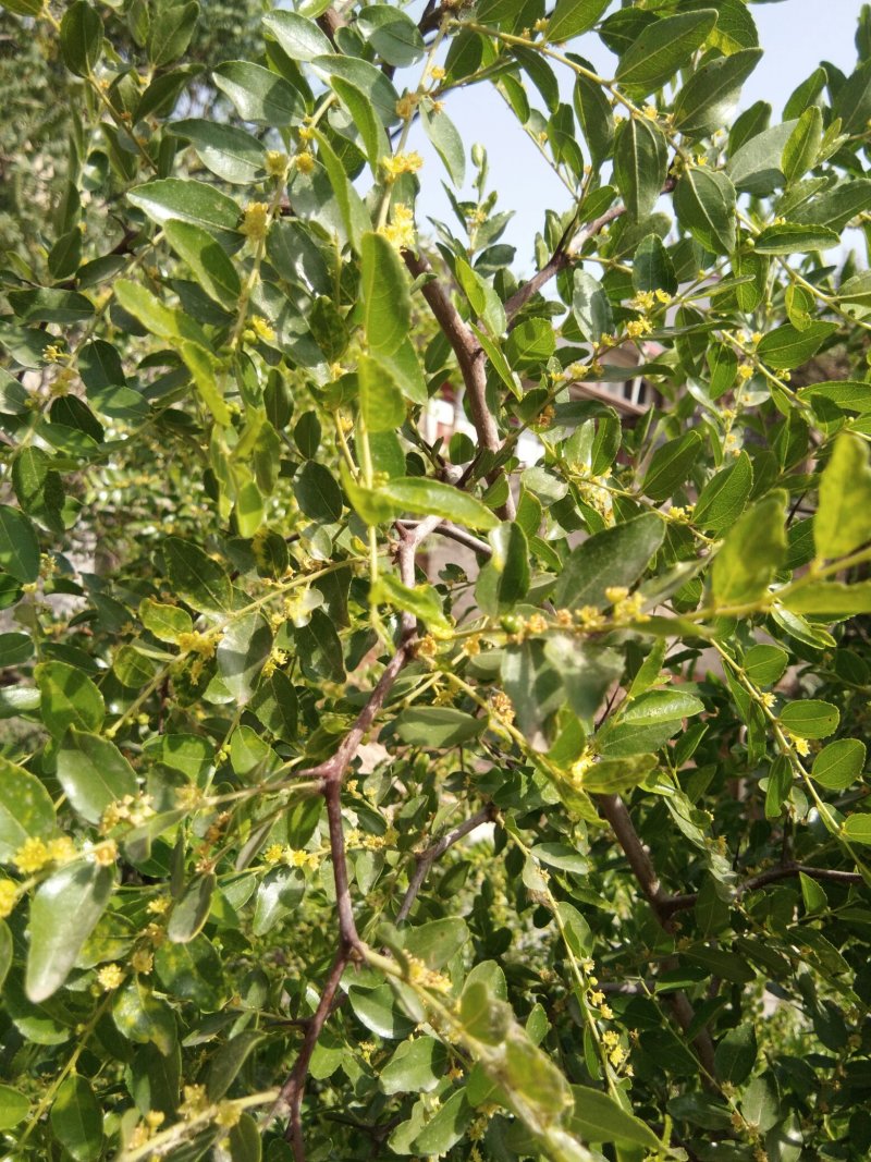 【枣花蜜】蜂场直销塑料瓶装大桶装高浓度枣花蜜二斤起