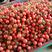 【推荐】小红果，贝贝圣女果，基地种植超市，加工厂优选