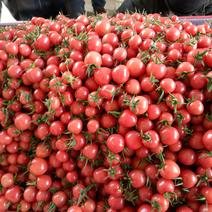 【推荐】小红果，贝贝圣女果，基地种植超市，加工厂优选