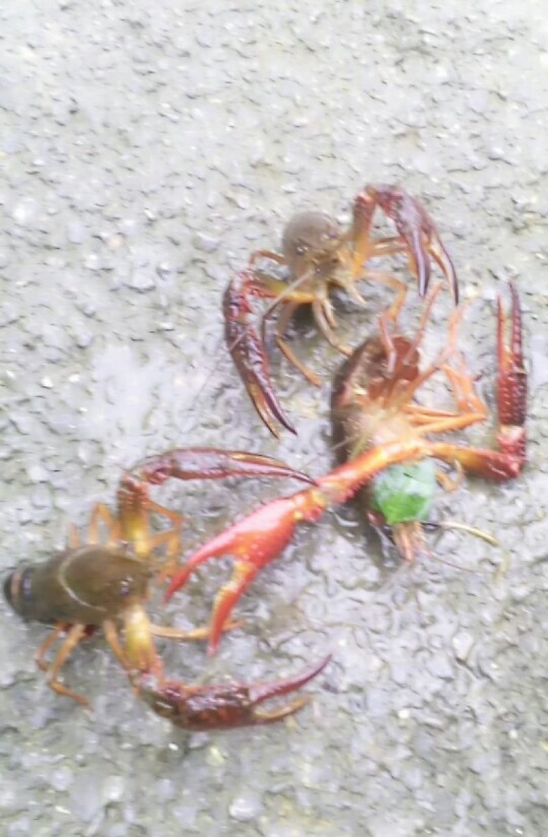 小龙虾