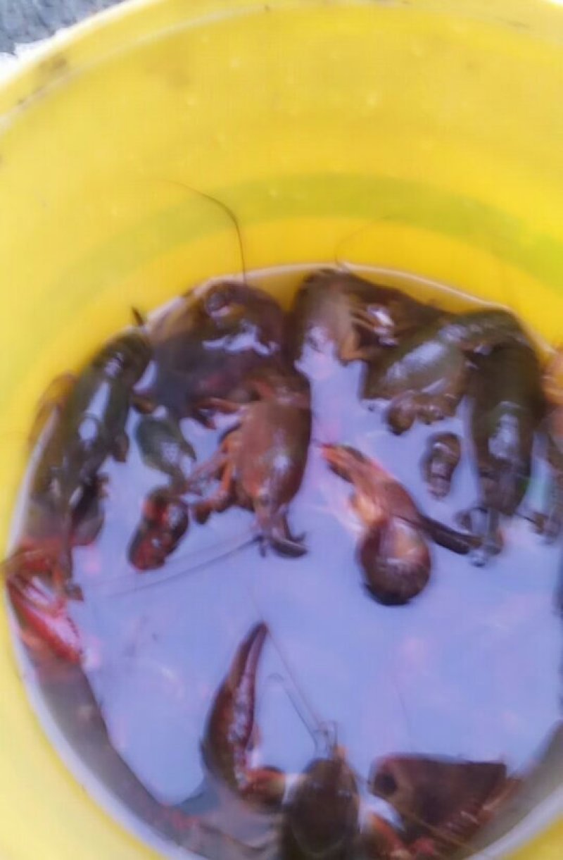 小龙虾