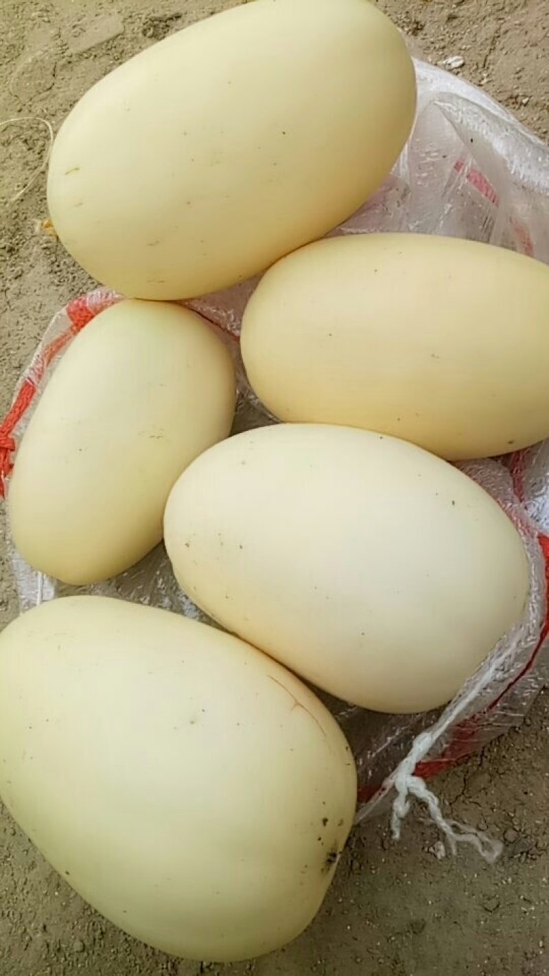 优质甜瓜
