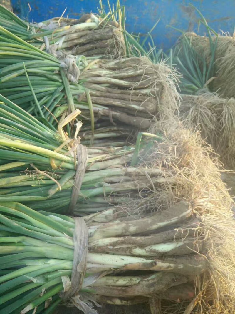 甘肃基地直供青葱，红葱，葱直杆粗