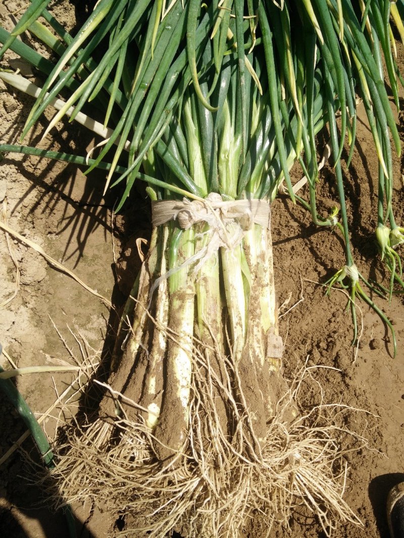 甘肃基地直供青葱，红葱，葱直杆粗