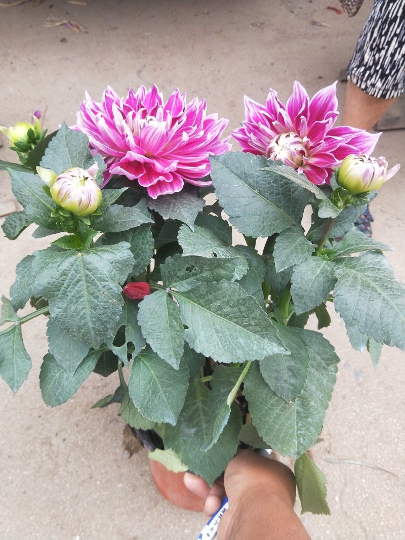 大丽花优质盆栽大丽花花苞多自家基地多年生大丽花