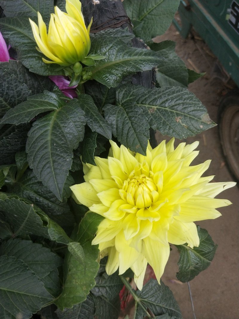 大丽花优质盆栽大丽花花苞多自家基地多年生大丽花