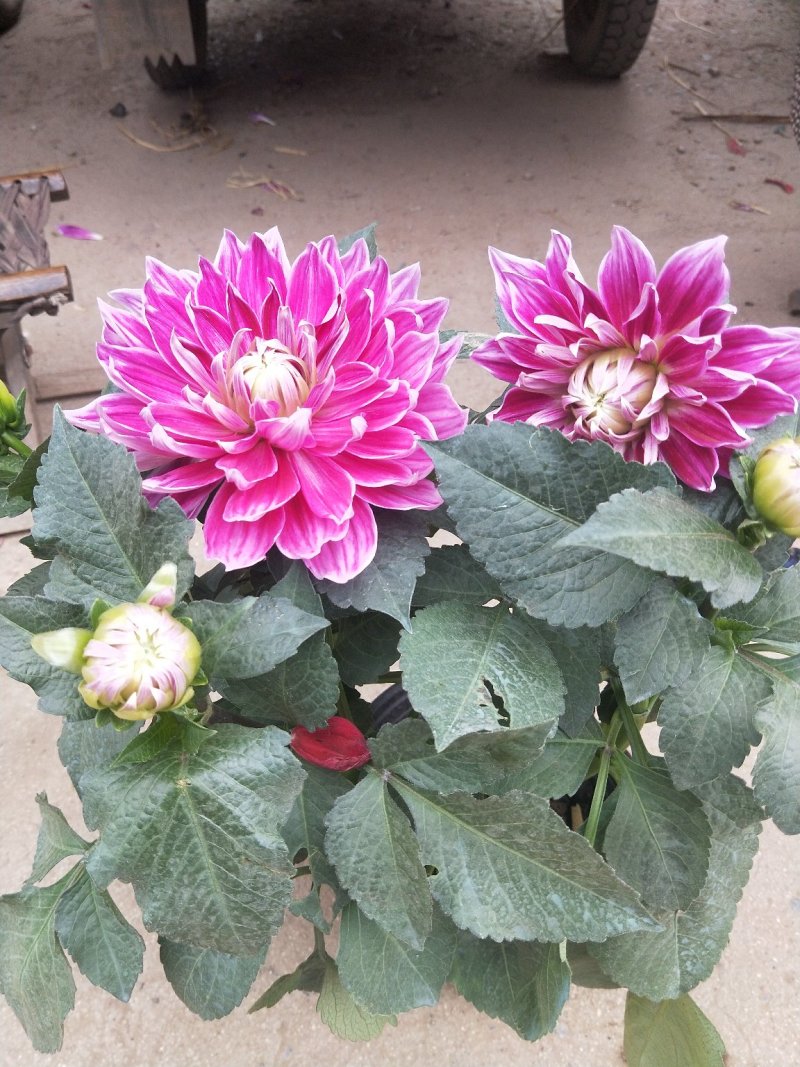 大丽花优质盆栽大丽花花苞多自家基地多年生大丽花