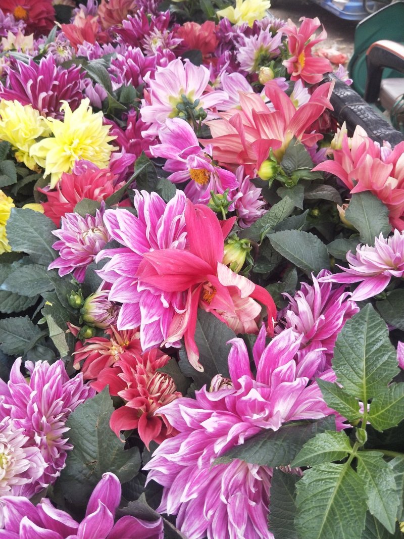 大丽花优质盆栽大丽花花苞多自家基地多年生大丽花