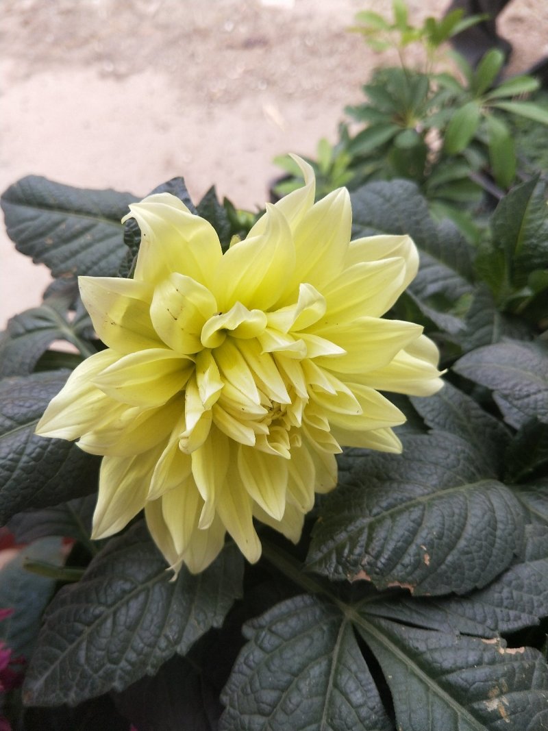 大丽花优质盆栽大丽花花苞多自家基地多年生大丽花