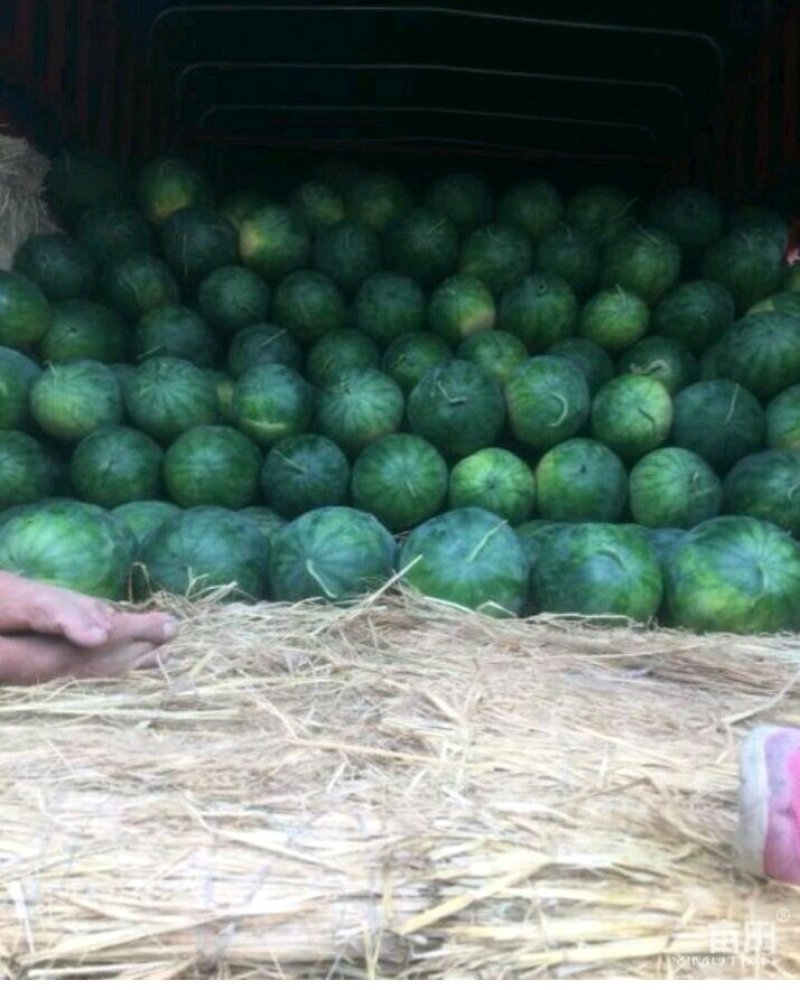 龙卷风西瓜甜王西瓜