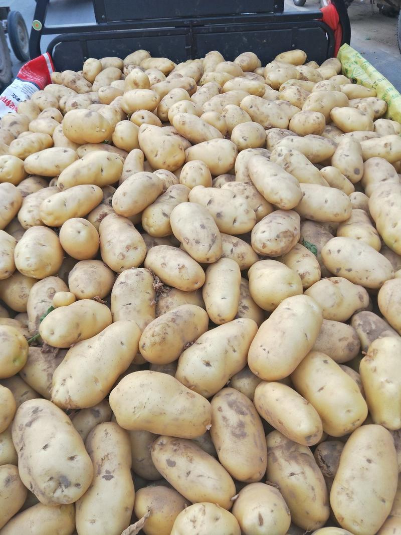 希森土豆开封土豆个头大薯型好产地直发一手货源