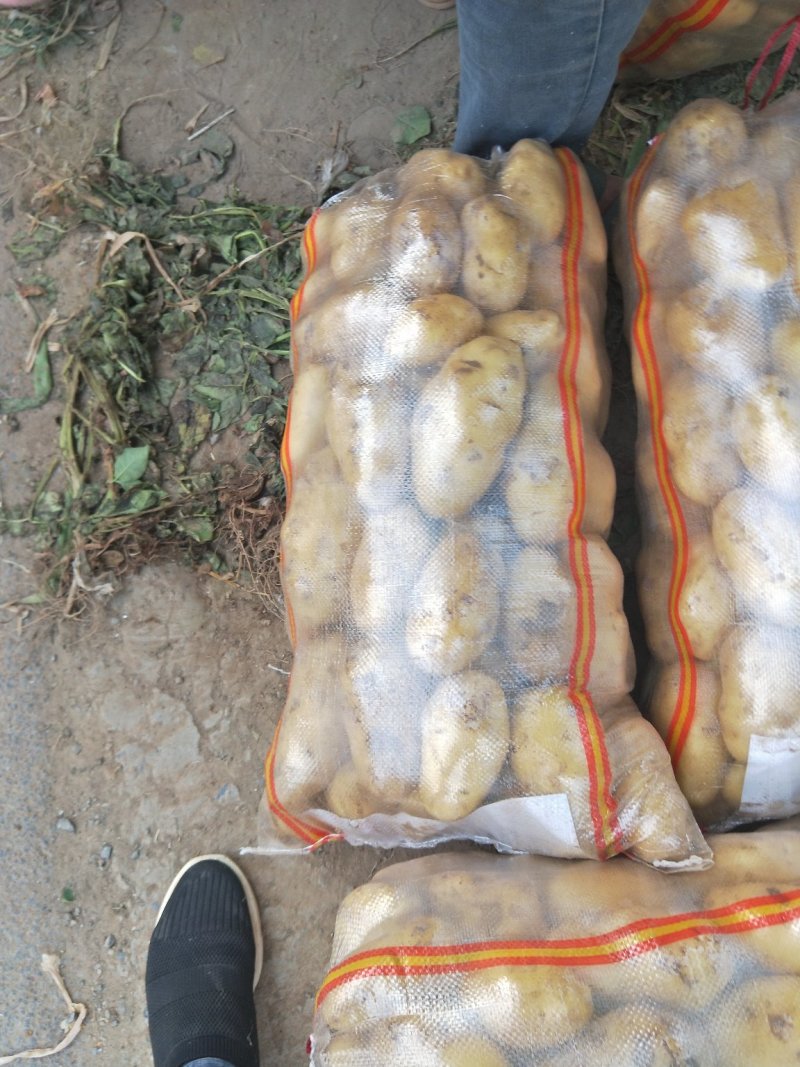 希森土豆内蒙土豆个头大薯型好产地直发一手货源
