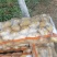 希森土豆内蒙土豆个头大薯型好产地直发一手货源