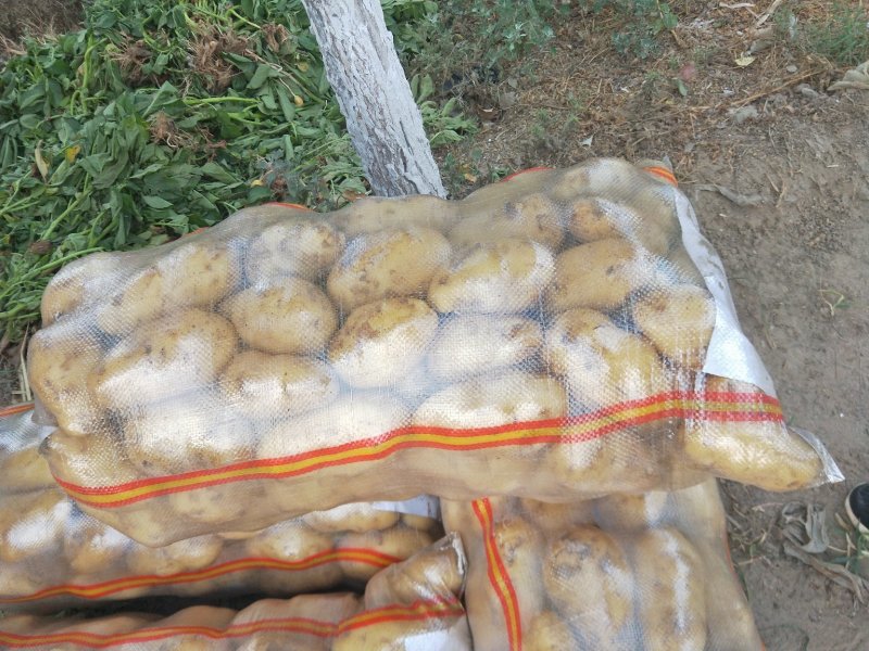 希森土豆内蒙土豆个头大薯型好产地直发一手货源