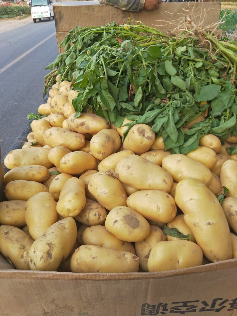 希森土豆内蒙土豆个头大薯型好产地直发一手货源