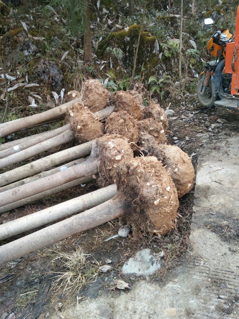 公应栾树