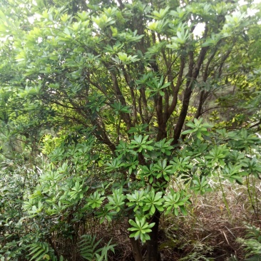 工程杨梅树