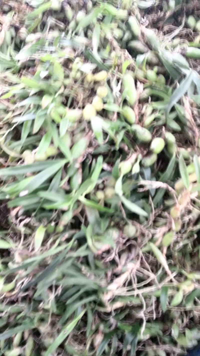 云南迪庆高海拔野生石橄榄品种非常好