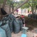 云南迪庆高海拔野生石橄榄品种非常好